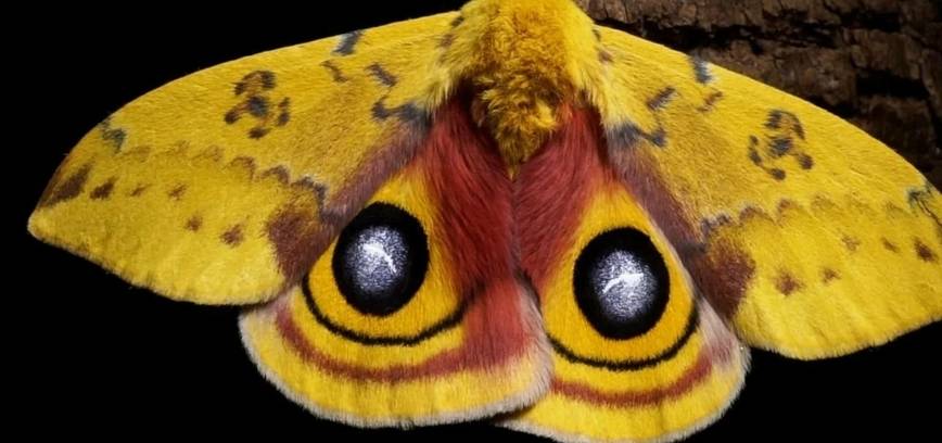 SENGIRĖS KINAS. Alytaus Jurgio Kunčino viešojoje bibliotekoje: filmo „Nakties svečiai“ peržiūra