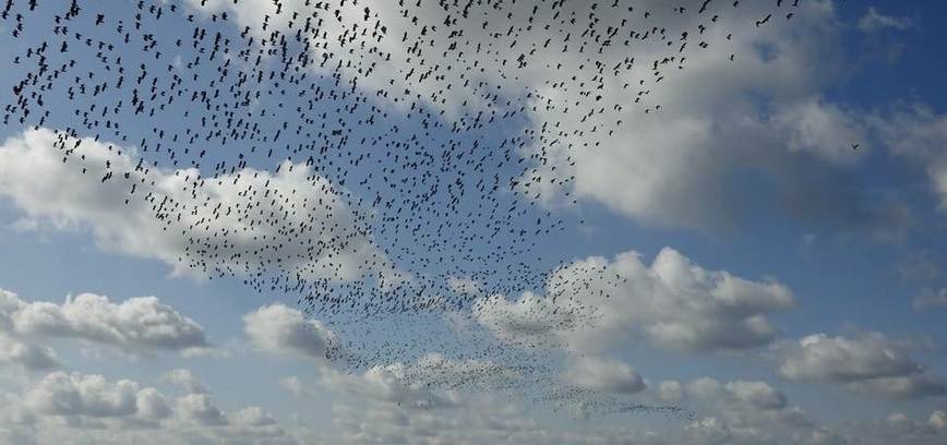 Paukščių palydos!