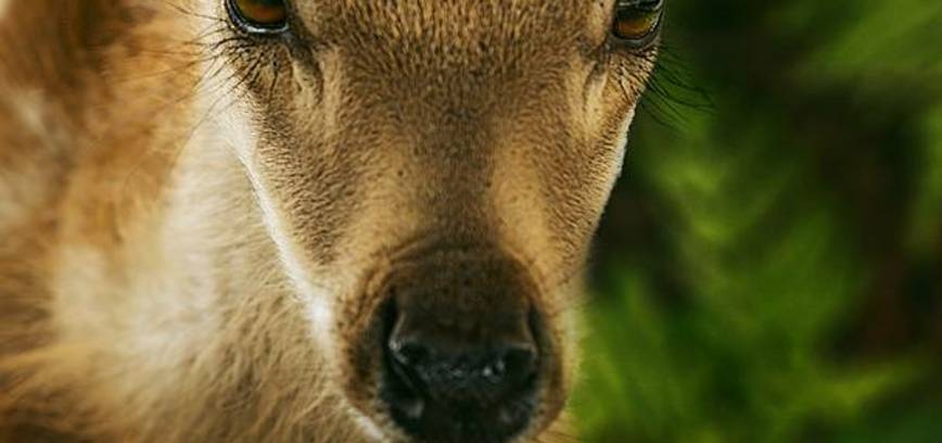 BEMBIS. ISTORIJA APIE GYVENIMĄ MIŠKE