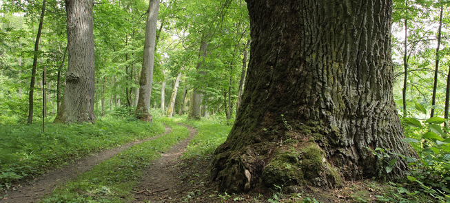 Stuletnie dęby i najwyższa sosna w Punios Šilas