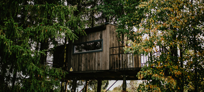 Paukščių namelis medyje