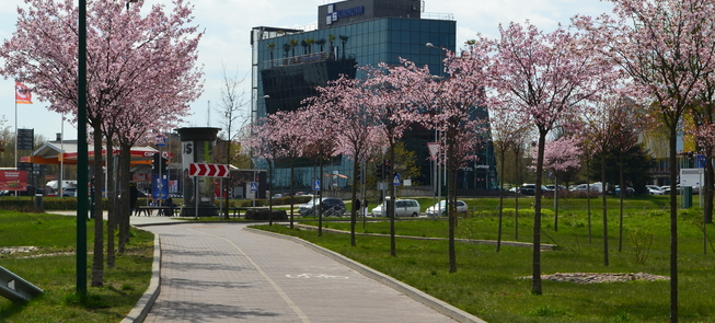 Aleja kwitnących drzew wiśniowych (czyli Sakur)