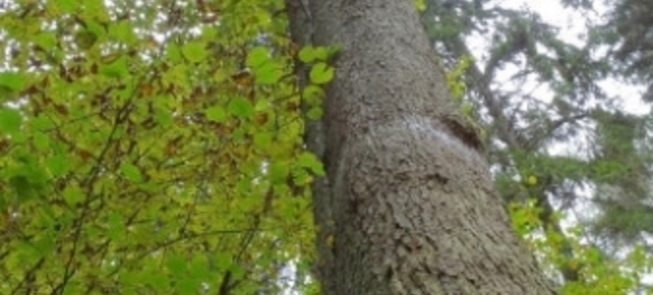 Najwyższy świerk na Litwie