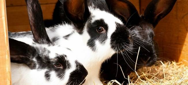 Valandinės auklės studija „Rimutės gūžta“