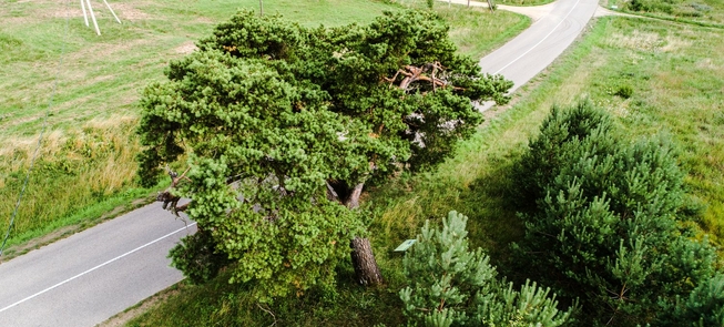 Sosna Žvirgždėnai