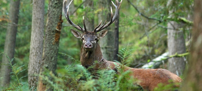 Ekskursijos Punios šile