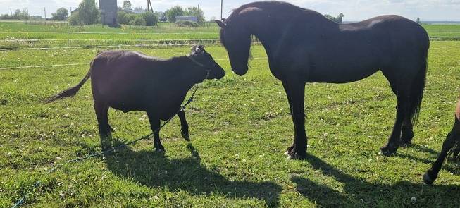 Šeimos ūkis „Juodoji gražuolė“  