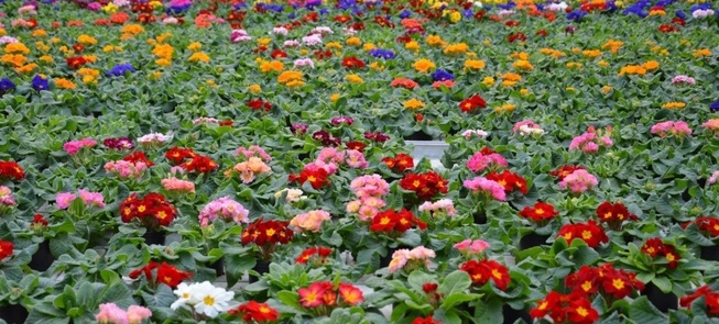 Ekskursijos Algimanto Žemaičio gėlininkystės ūkyje